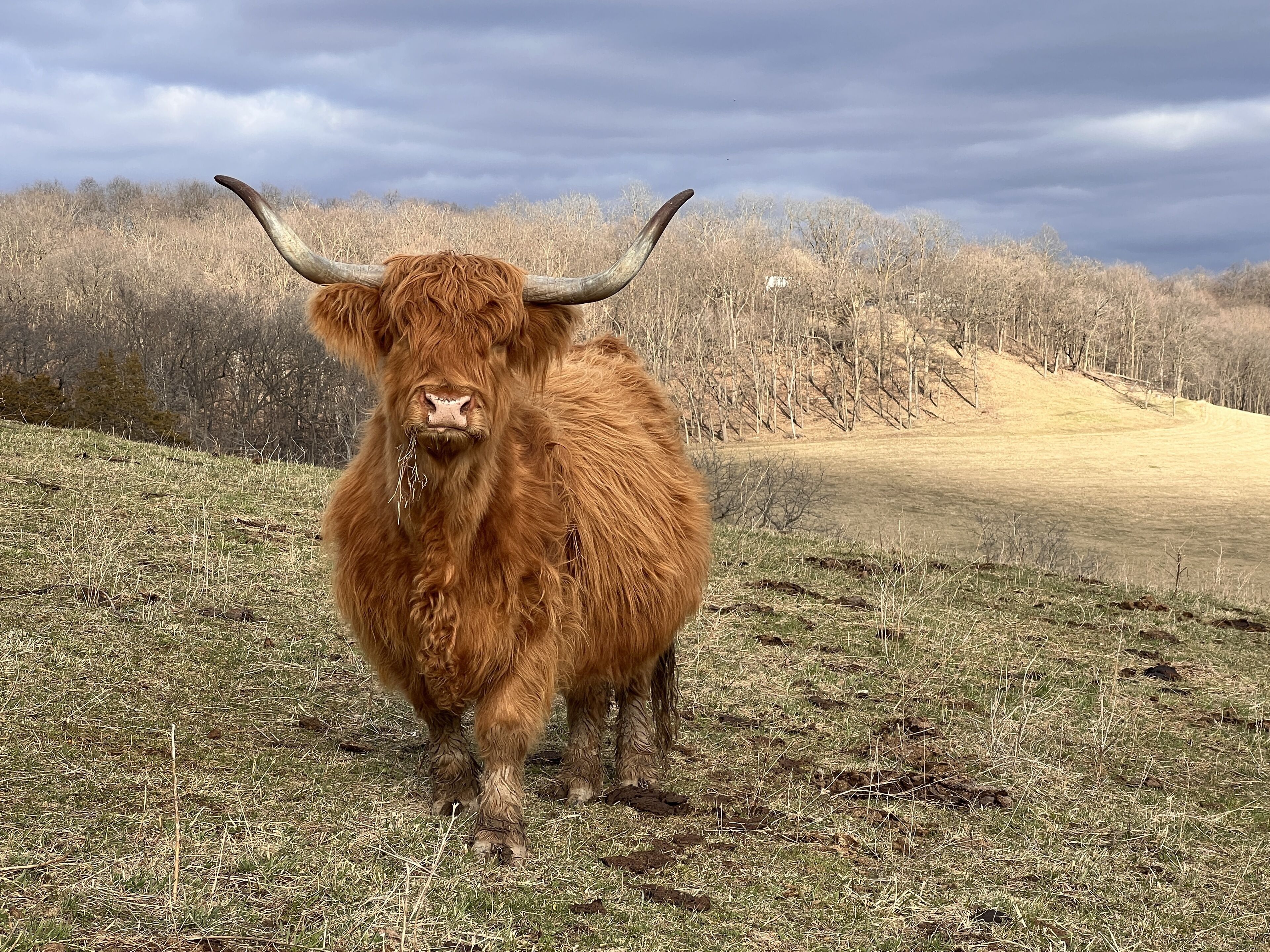 Ridgeview suites, near Galena Territory, 300 acre ranch. HotTub, Golf, Animals