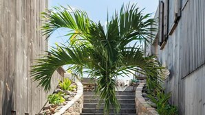 A staircase with a palm tree in the center, flanked by stone railings and greenery.
