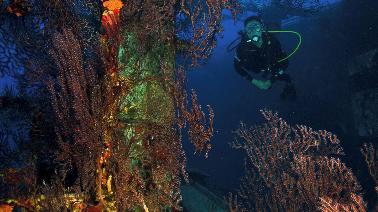 A diver exploring a vibrant coral reef with various coral formations.