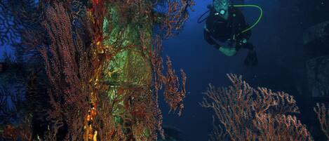 A diver exploring a vibrant coral reef with various coral formations.