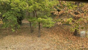 A stone wall and a forested area with trees and fallen leaves.