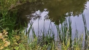 A cabin surrounded by dense forest and a calm pond.