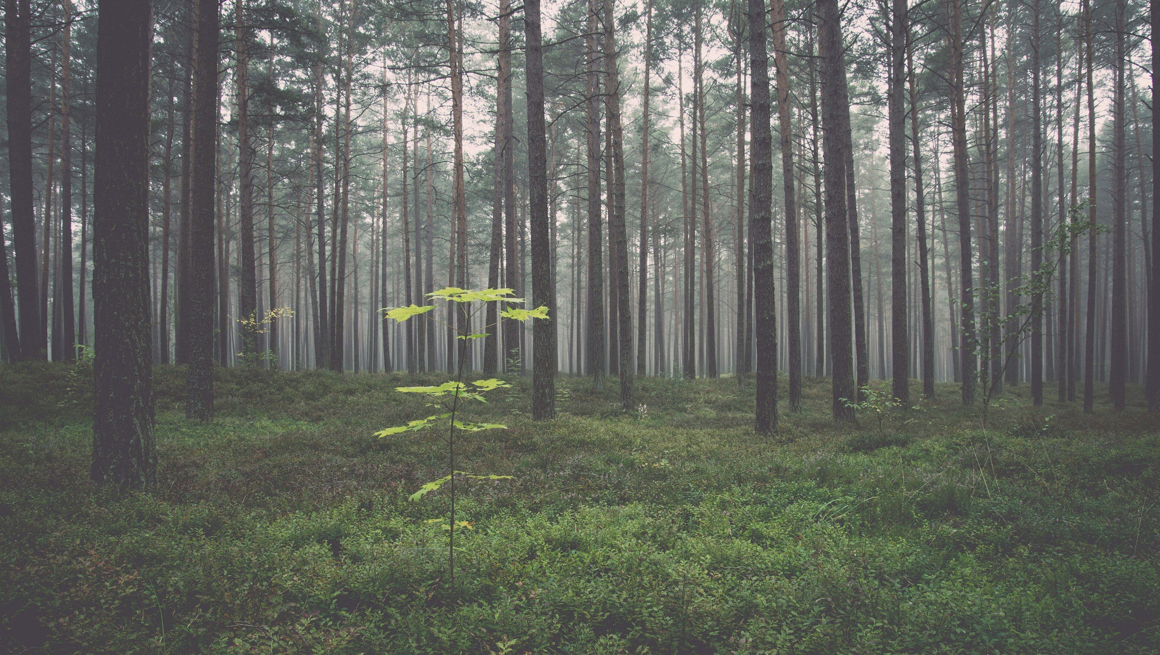 Un bosque denso con árboles altos y el suelo cubierto de follaje verde.