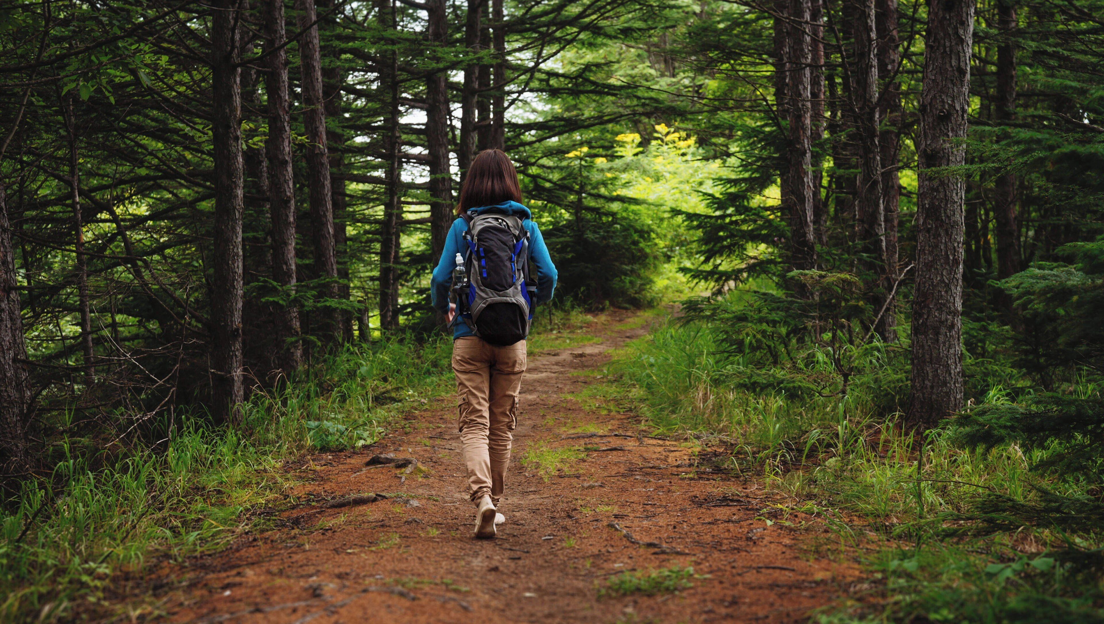 A forest path with a person walking away, surrounded by tall trees and greenery.