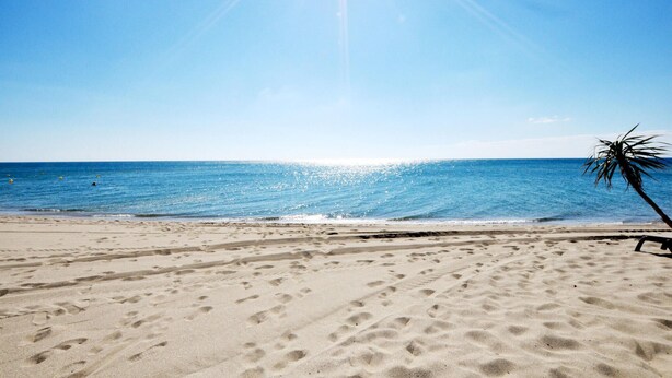 Uma praia com pegadas na areia, uma palmeira e o oceano ao fundo.