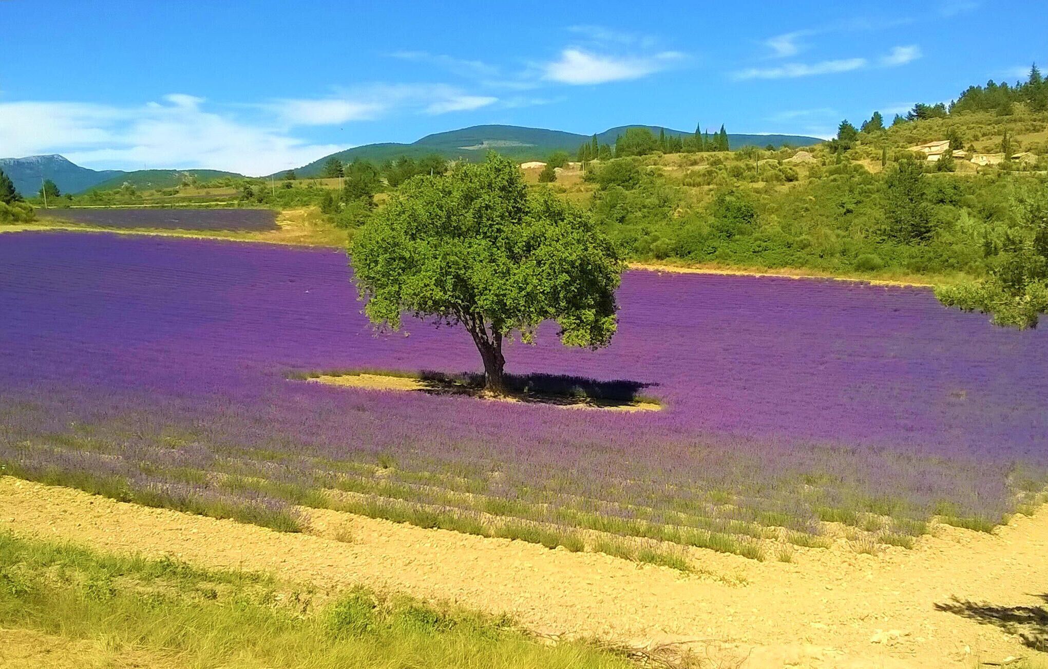 A field of purple flowers with a single tree in the center.