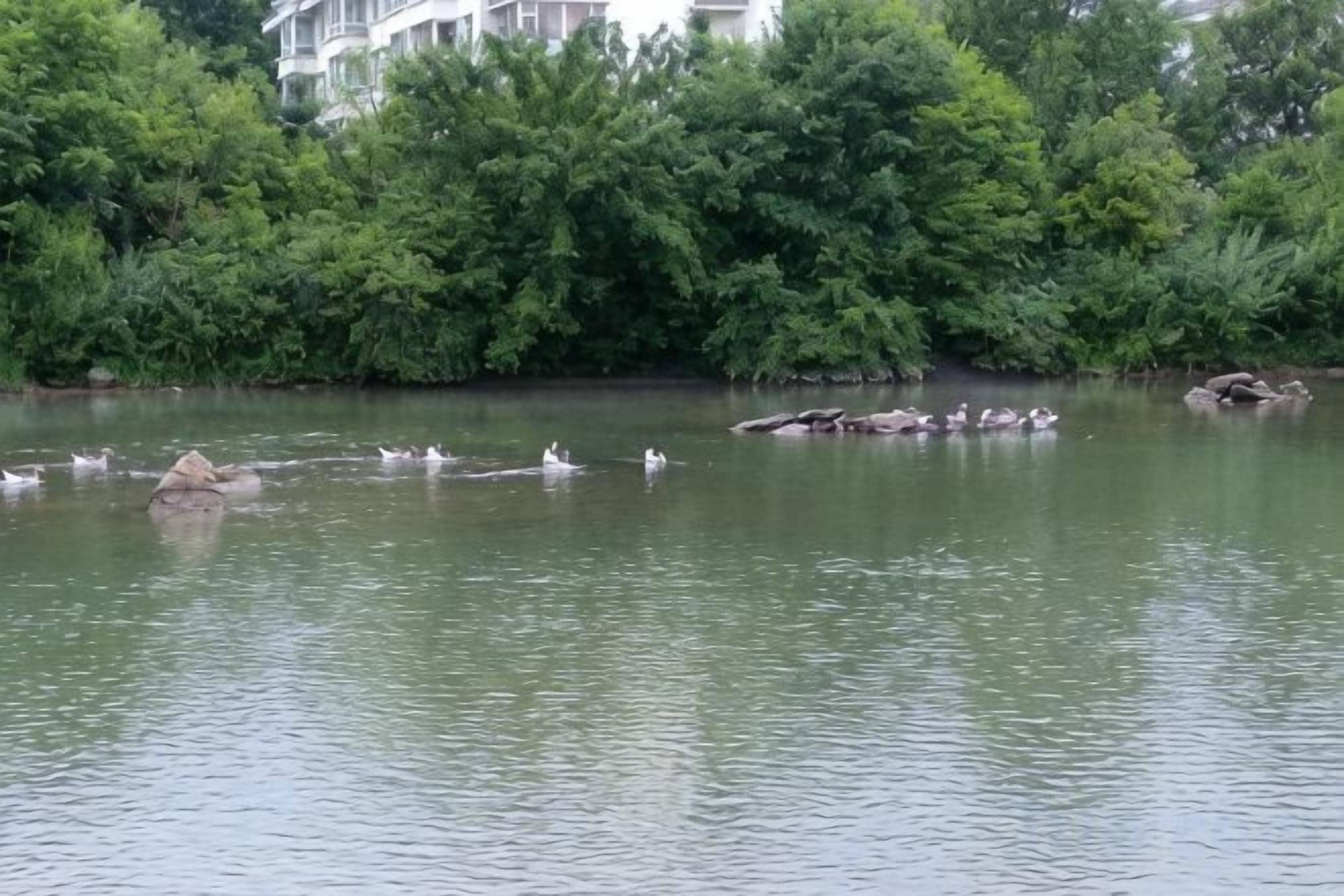 Un cuerpo de agua tranquila con patos nadando, rodeado de exuberante follaje verde y un edificio al fondo.