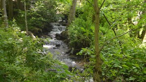 Un área boscosa con un arroyo que la atraviesa.