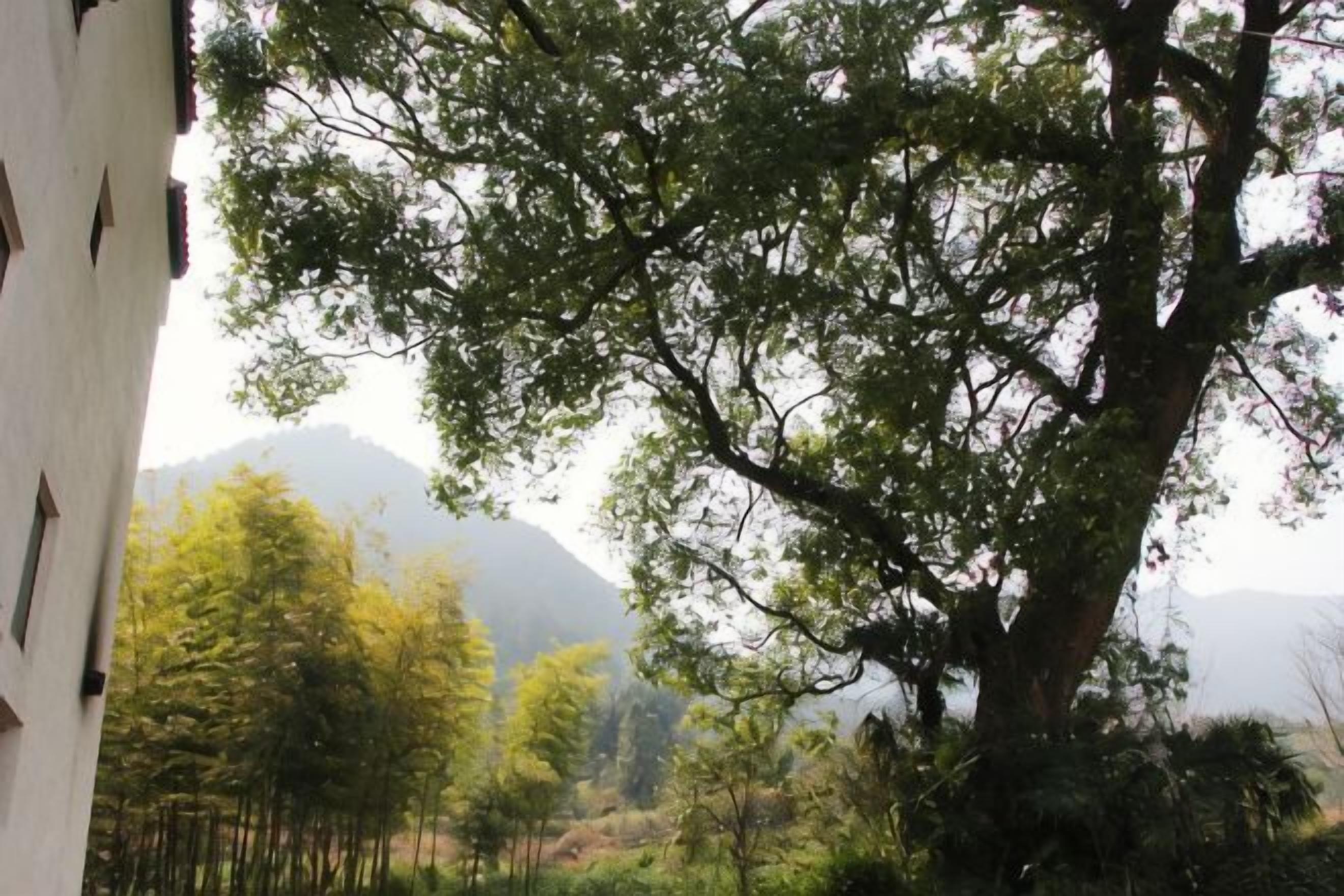 Un gran árbol en un entorno natural, con un edificio parcialmente visible a la izquierda.