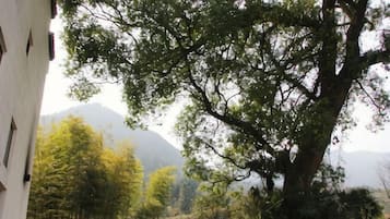 Un gran árbol en un entorno natural, con un edificio parcialmente visible a la izquierda.