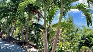 Een pad omzoomd door palmbomen en tropische planten, dat naar een waterpartij leidt.