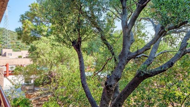 Un espace extérieur bordé d’arbres, avec un bâtiment visible au loin.