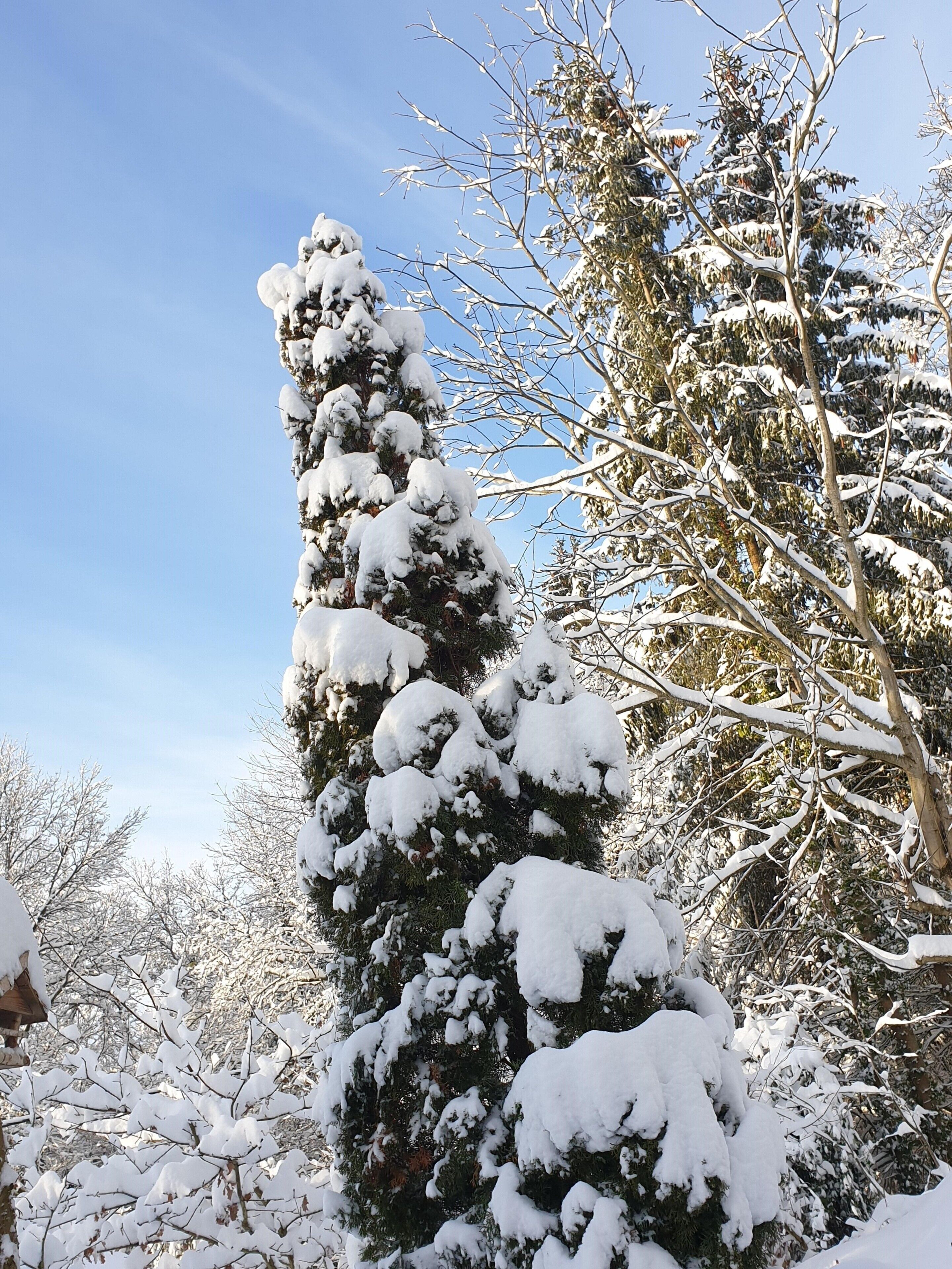 A tall, snow-covered coniferous tree in a forested area.