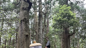 Zwei Personen in traditioneller Kleidung gehen auf steinernen Stufen in einem Wald.