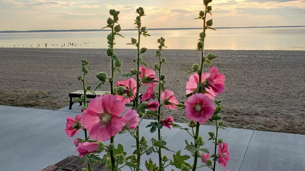 Un jardín con flores rosadas y un banco junto al agua.
