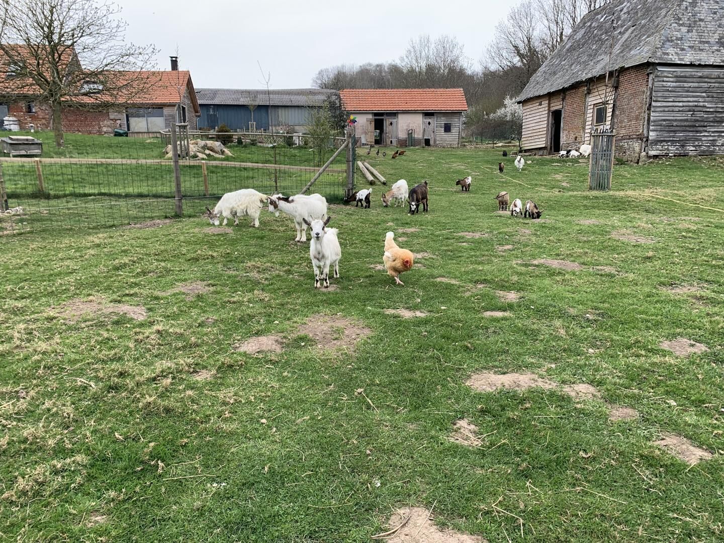 A rural farm with a fenced area containing various animals, including goats and chickens, and several rustic buildings in the background.