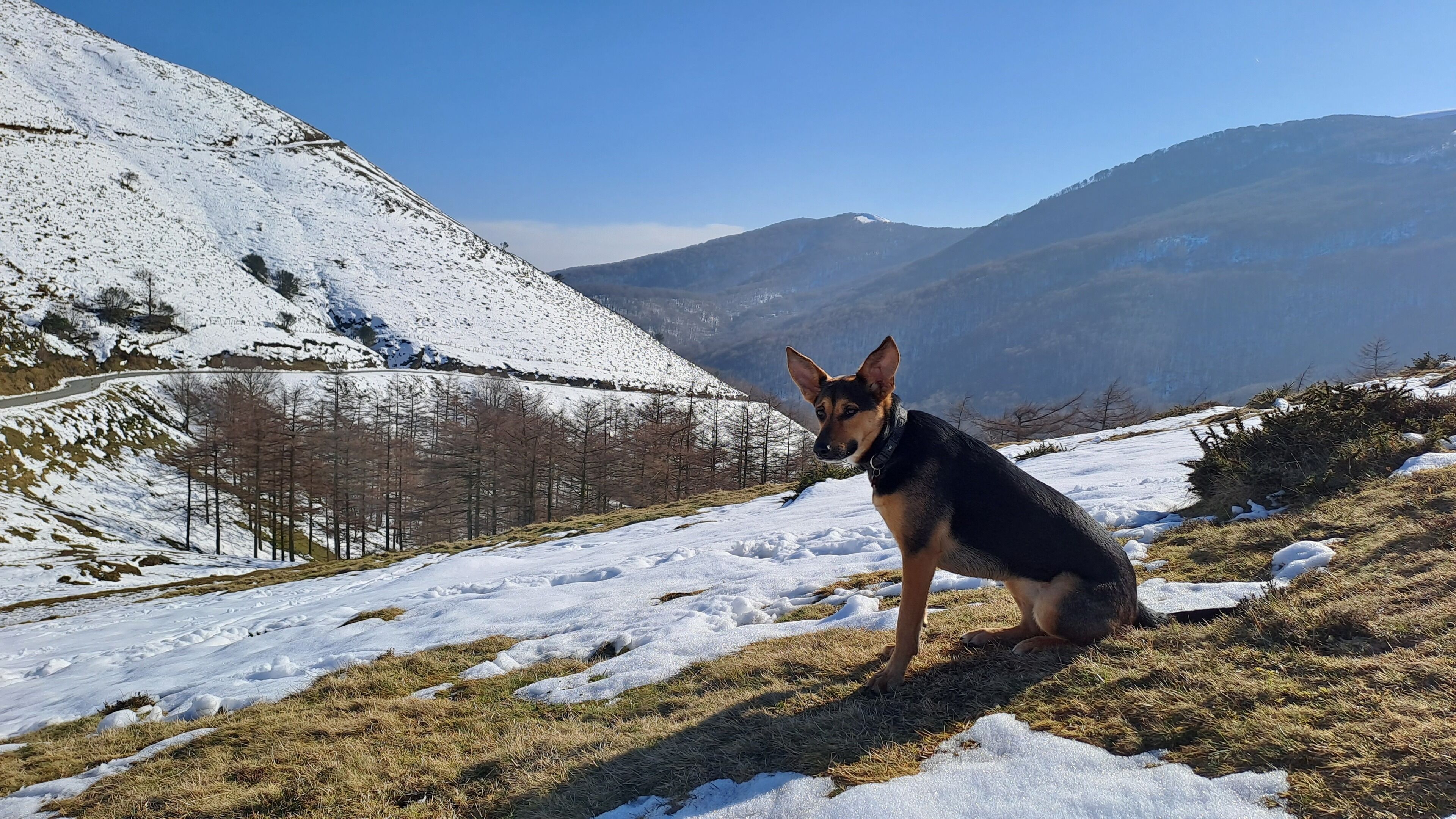 Un perro sentado en una ladera nevada con una montaña al fondo.
