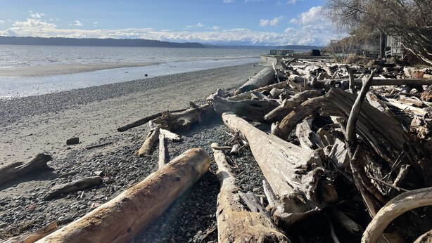 Une plage parsemée de bois flotté et de galets, une structure en bois visible au loin et un ciel dégagé.