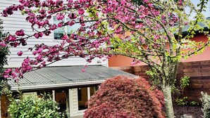 Il s’agit d’une propriété résidentielle comprenant une maison, une véranda et un jardin agrémenté d’arbres en fleurs.