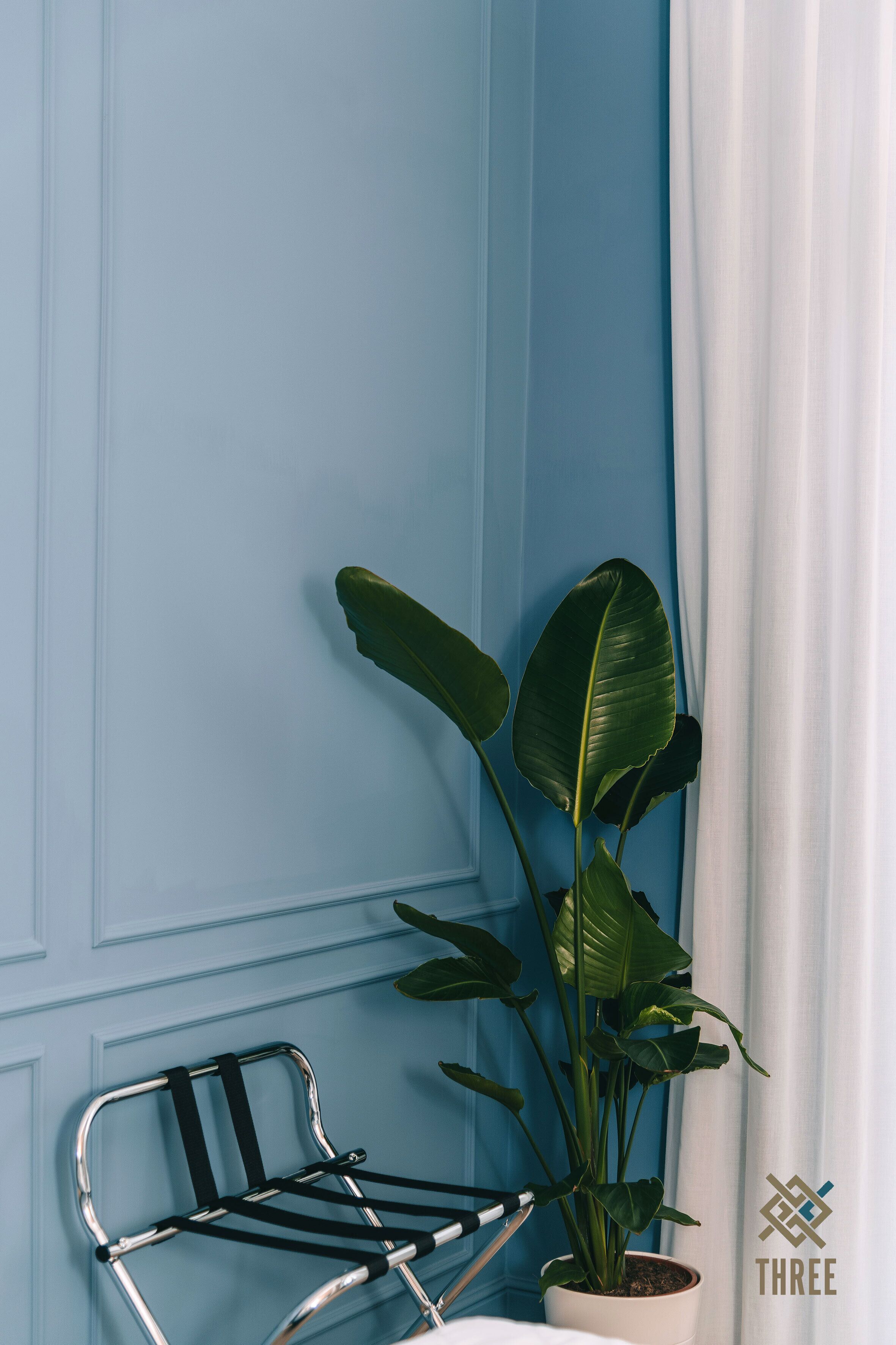 A corner of a room with a blue wall, a potted plant, and a metal chair.