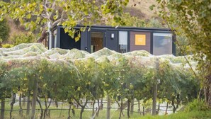A modern building with a door and windows, surrounded by a vineyard.