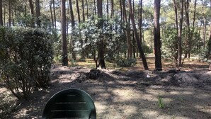 Zona boscosa con una mesa y una silla, rodeada de altos árboles y maleza.