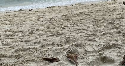 House for rent near panglao. Live like a local cook your own meals