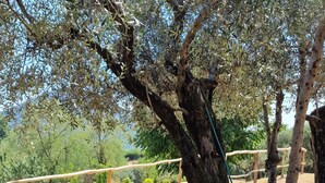 Una fuente de agua al aire libre construida con ladrillo, con un grifo, rodeada de árboles y plantas en macetas.