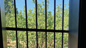 Una ventana con una reja de metal, tras la cual se ve un árbol y un sendero de ladrillo.