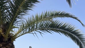 Zona de piscina con una palmera, sillas de descanso y un gato.