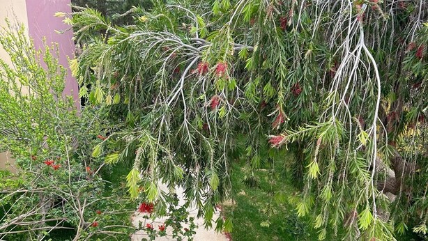 A garden with a concrete pathway, a variety of shrubs, and a tree with red flowers. - Mediterranean Sea Top Floor (Kantanos-Selino)
