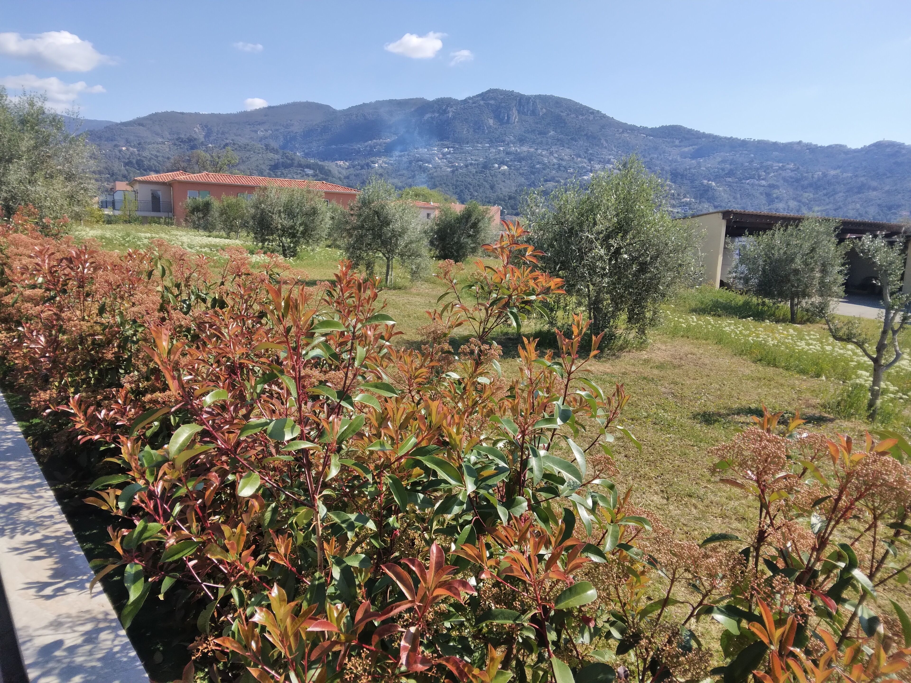 Small house under the olive trees with private pool