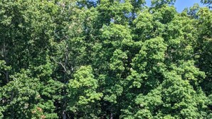 A lakeside cabin with a deck, surrounded by dense trees. - Dog Friendly Lakefront Cabin with Amazing Sunset Views & New Boat dock.  (Jefferson City)