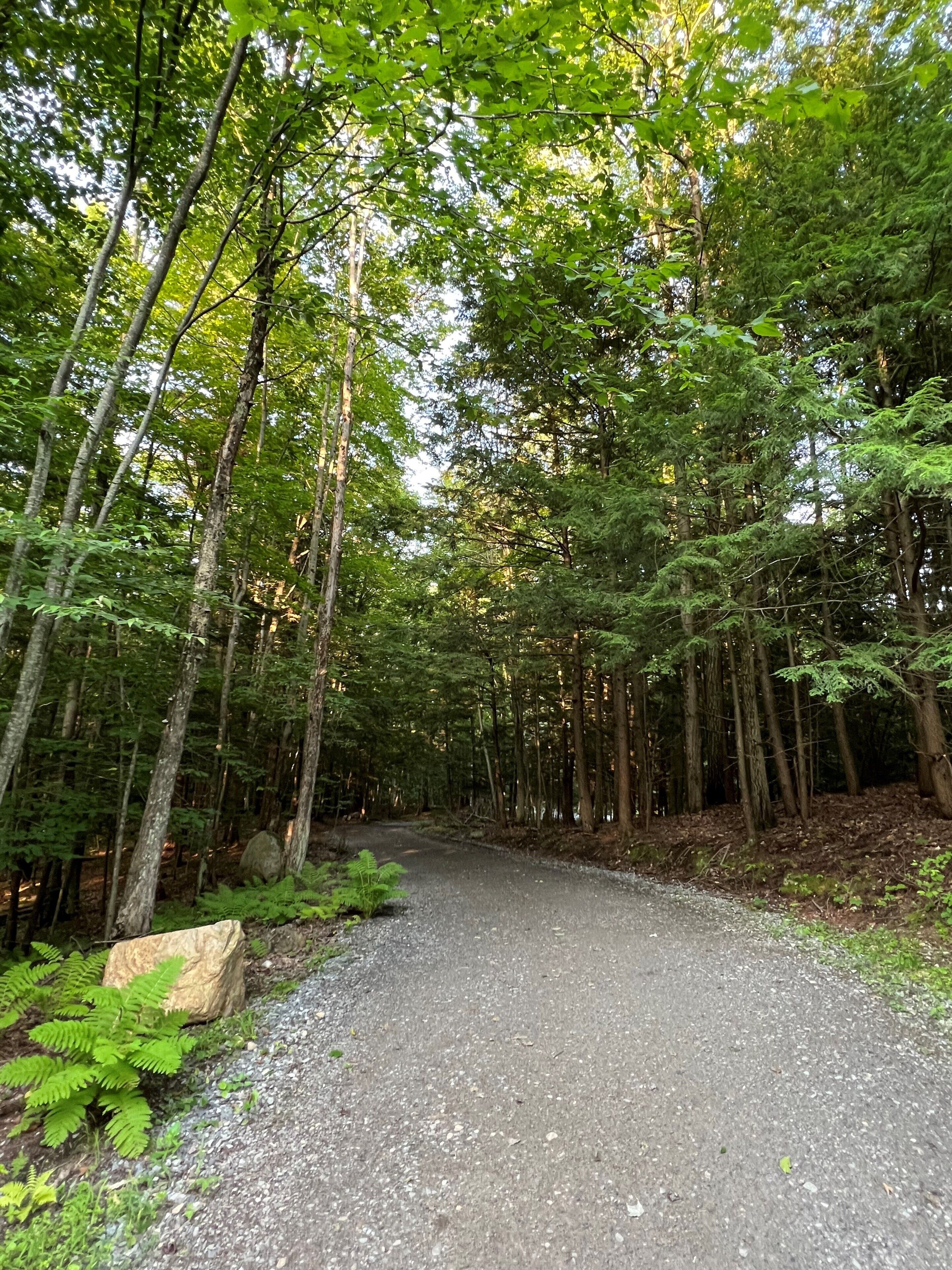 A gravel path surrounded by dense green foliage and tall trees.