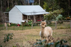 Property grounds - Luxury log cabin near beach, dog-friendly, private (Termeil)