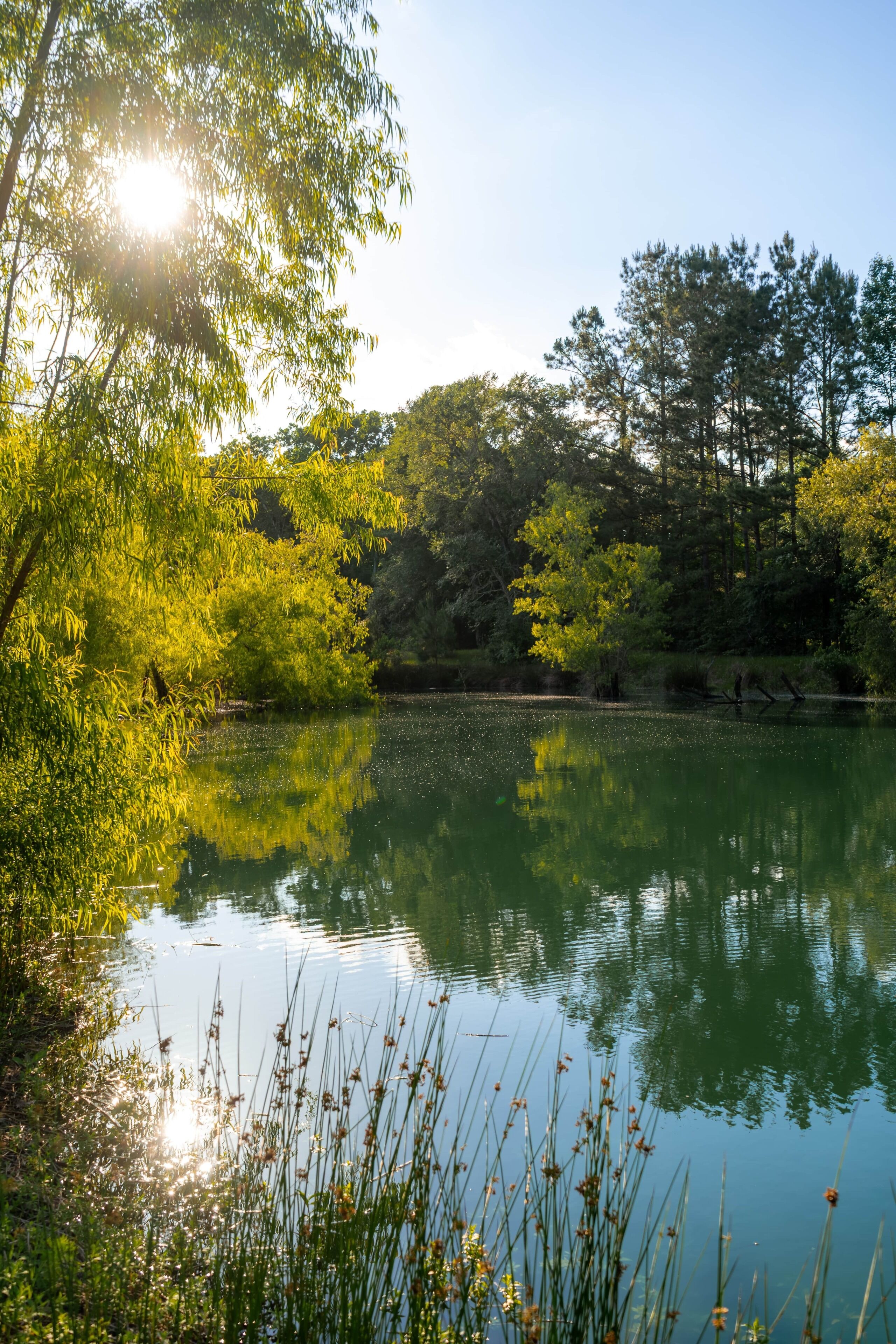 A calm lake surrounded by dense greenery and trees.