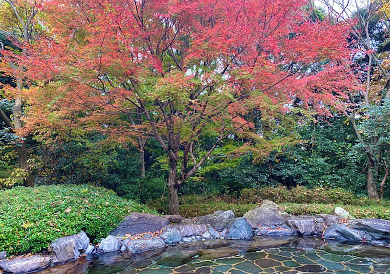 A garden with a pond, rocks, and trees with autumn foliage.