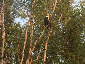 A majestic eagle perches on a sturdy tree branch.