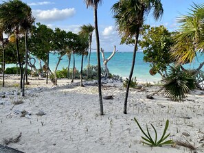 A beach with palm trees and a clear view of the ocean.