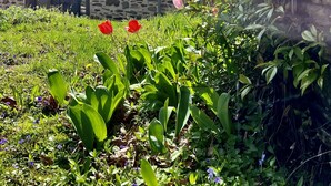 Een gebouw van steen met een betegeld dak en een tuin vol rode tulpen en diverse planten.