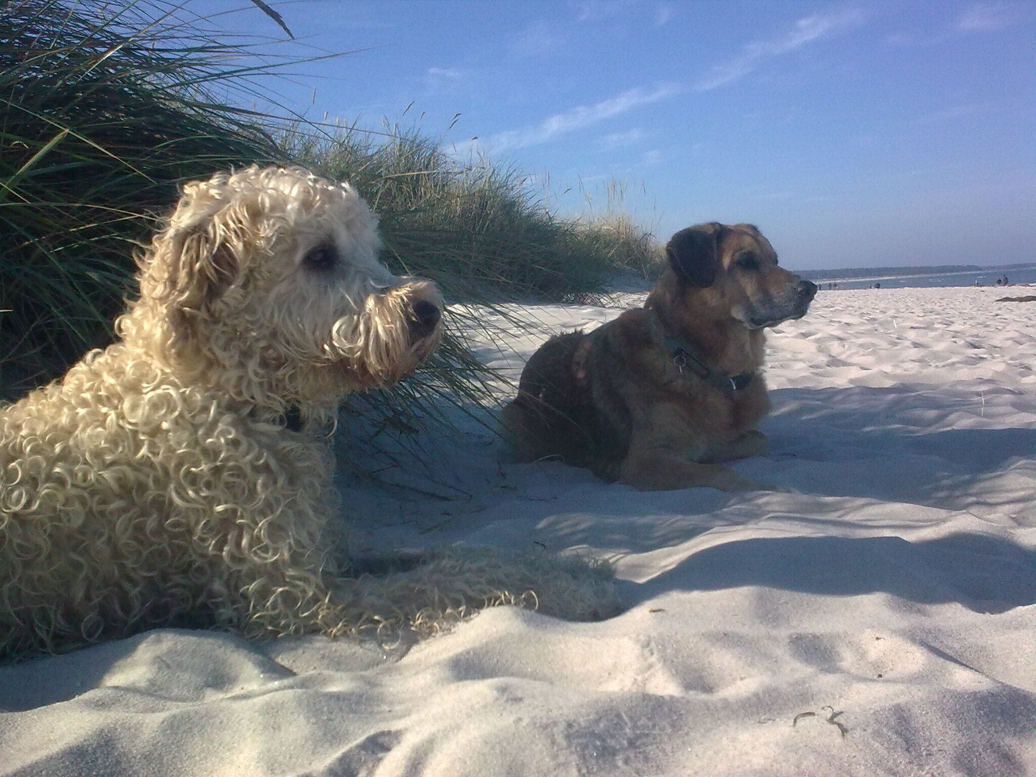 Two dogs on a sandy beach with grass and a clear sky in the background.