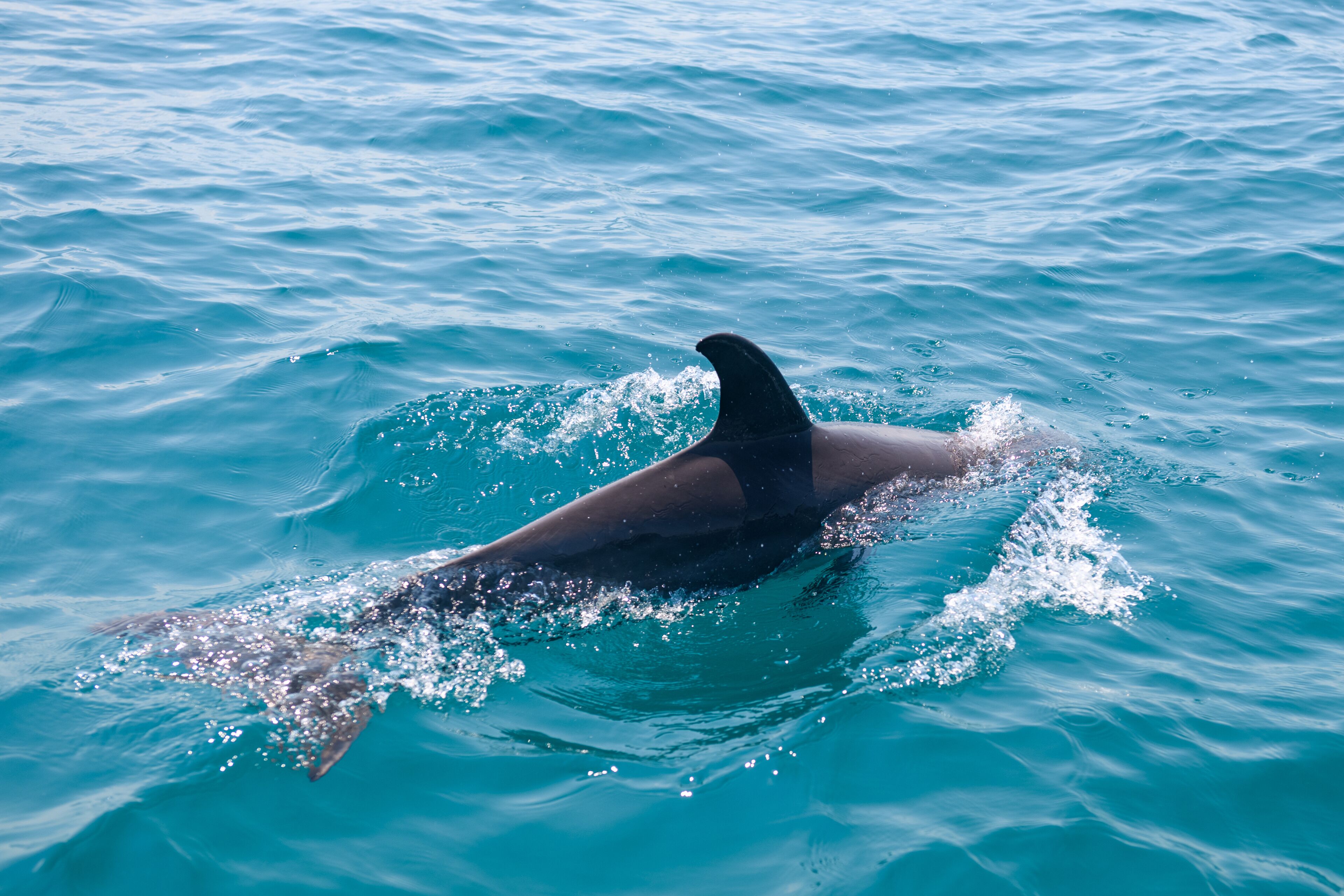 A dolphin swimming in clear blue water.