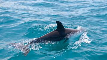 A dolphin swimming in clear blue water.