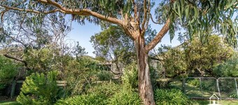 Banksia Beauty