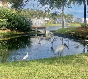 Stroll along the serene waterway, lined with a wooden bridge and surrounded by lush greenery and residential buildings.