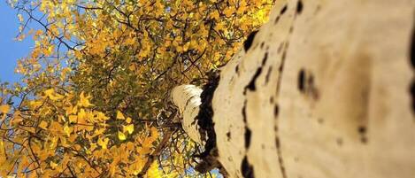 A tree with yellow leaves against a clear blue sky.