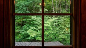 A window with a view of a dense forest.