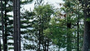 A forested area with a dirt path leading towards a body of water. - Castle Rock Lakefront Home, with pier, sand bottom, and wrap around deck (Arkdale)