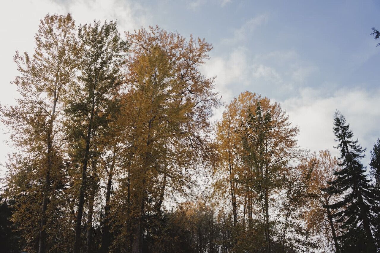 A forest with tall trees and a clear sky.