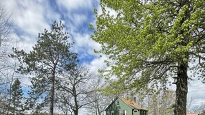 A house with a green exterior, surrounded by a grassy area with dandelions, trees, and a body of water in the background. - Classic MN Up North Lake House w/Sauna (Aitkin)